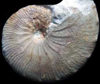 AMMONITE (nuova) 10